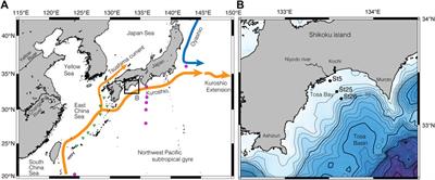 Oxygen Isotope Equilibrium of the Shallow-Water Benthic Foraminifer Hanzawaia nipponica Asano in Tosa Bay, Southwest Japan